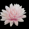 Wafer cvjet božur 12,5 cm roza